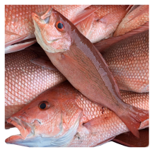 Pescado Pargo,  (454g - 1Lb)