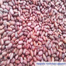   Frijol colorado/rosado 1lbs