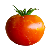 1LB Tomate