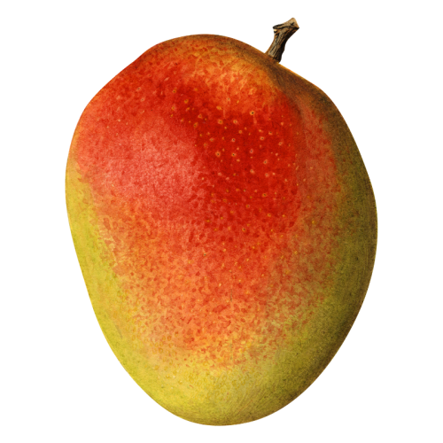 1LB Mango