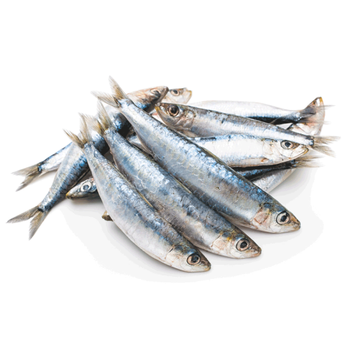 Sardinas congeladas, 1 kg